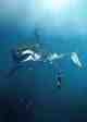 wildlife hoax images ai 