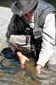 Van da Loo release the ice-breaking New Zealand brown of almost 8 pounds. New Zealand brown trout
