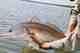 Another pretty red. (Photo: Bay St) SC Redfish 2