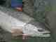 A fine Oregon winter steelhead. Winter Steelhead