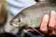 Even as a fast action rod, the Vapen Red's sensitivity and feel made it a pleasure to fish for (admittedly large) Alaskan grayling. Alaska Grayling