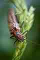(FIRST PRIZE) As one of our judges noted, "I'm sure you have seen just as many, bad, out of focus, harshly lit, busy background, bug shots as I have. This has none of those problems." A truly intimate, alluring portrait of one of the salmonfly - one of fly fishing's most notorious bugs. Trout Steak, A Portrait
